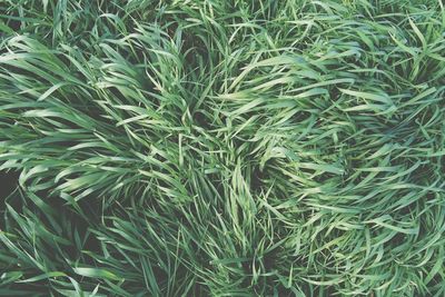 Full frame shot of green field