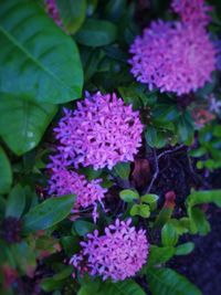 Close-up of pink flowers