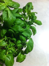 Close-up of green leaves