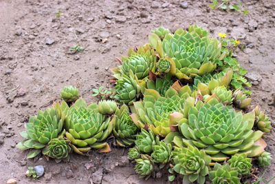 High angle view of succulent plant growing on field