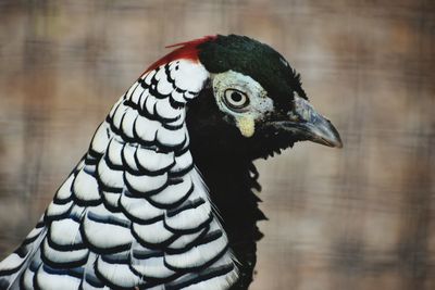 Close-up of bird perching outdoors