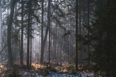 Trees in forest