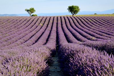 Scenic view of lavender field against sky