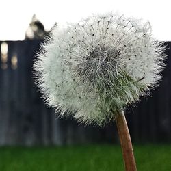 Close-up of dandelion flower