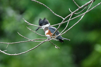 Close-up of bird perching on branch