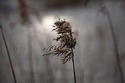 Close-up of dead plant