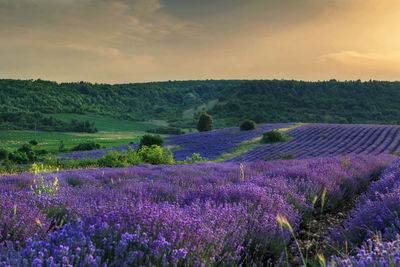 Scenic view of lavender field against sky