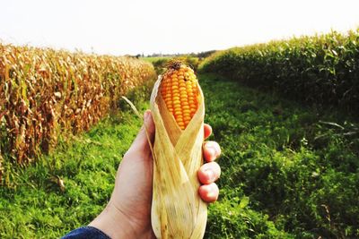 Close-up of person hand holding corn on field