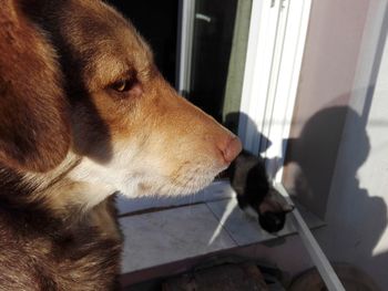 Close-up of dog looking at camera