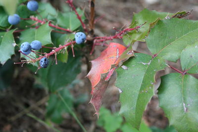 High angle view of berries on plant