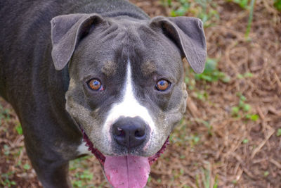 Close-up portrait of dog on field