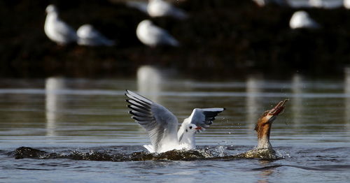 Close-up of birds flying over lake