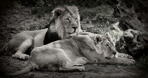 Lion relaxing on rock