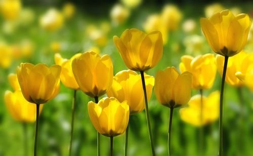 Yellow tulips blooming outdoors