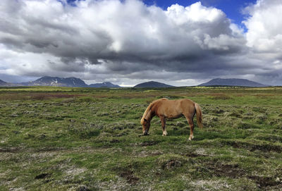 Horse grazing on field