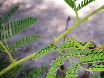 Close-up of fern leaves