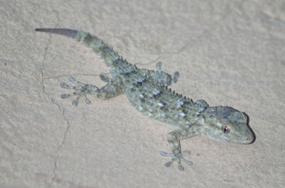 High angle view of lizard on land