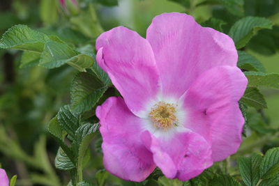 Close-up of pink rose flower