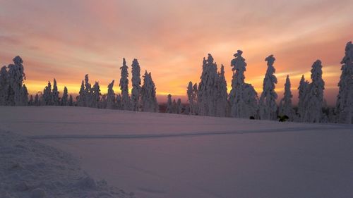 Panoramic view of trees against sky during sunset