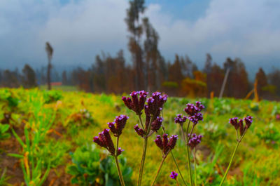 Close-up of purple flowering plants on field