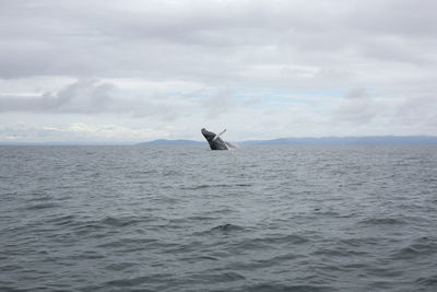 Bird flying over sea against sky