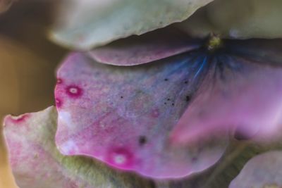 Close-up of pink flowers