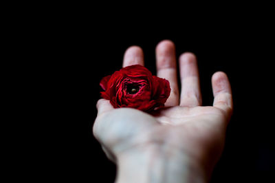 Cropped hand of woman holding red rose against black background