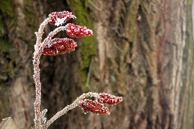 Close-up of red berries on tree