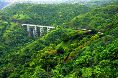 Scenic view of trees in forest