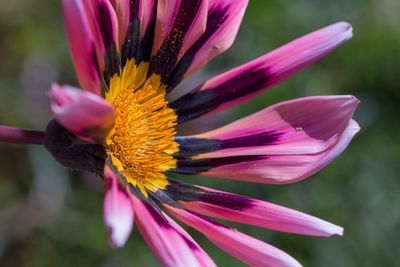 Close-up of pink flower