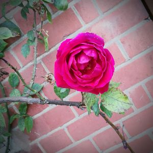 Close-up of pink rose