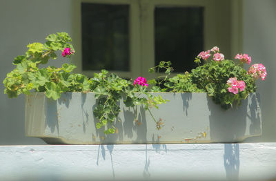 Potted plant against window