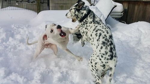 Dogs playing with dog