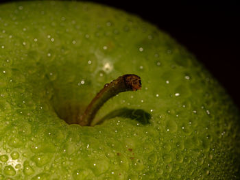 Close-up of raindrops on leaf