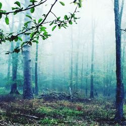 Trees by lake in forest against sky