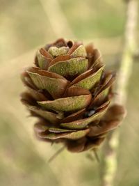 Close-up of fresh plant in field