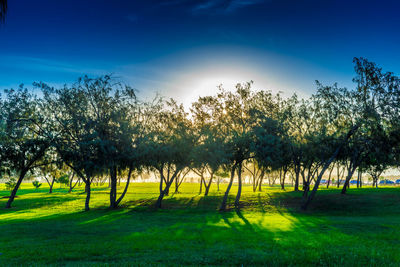 Trees on field against blue sky