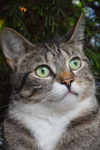 Close-up portrait of a cat