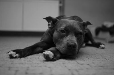 Close-up portrait of dog relaxing at home