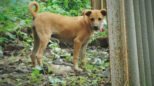 Close-up of dog