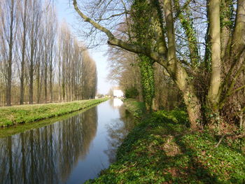 Reflection of trees in water