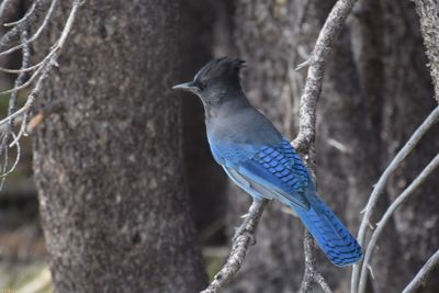 Close-up of bird perching on branch