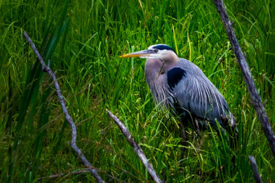 Bird perching on grass