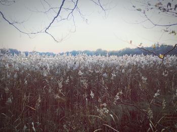 Plants growing on field against sky