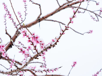 Low angle view of cherry blossom