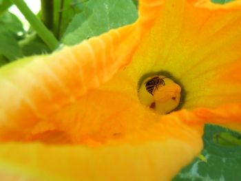 Close-up of orange flower