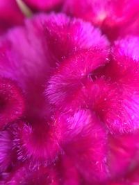 Extreme close up of pink flower