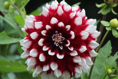 Close-up of pink flower