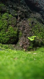 Close-up of moss growing on land