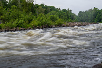 Scenic view of river flowing in forest